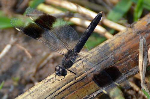 Northern Banded Groundling