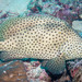 Humpback Grouper - Photo (c) Lesley Clements, all rights reserved
