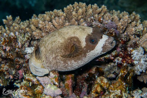 Masked Puffer — seen at this dive site