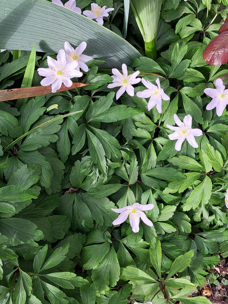 wood anemone from Normanby, Dunedin, New Zealand on October 6, 2023 at