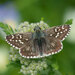 Olive Skipper - Photo (c) Miroslav Marić, all rights reserved, uploaded by Miroslav Marić