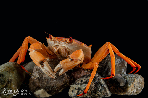 Geryon trispinosus