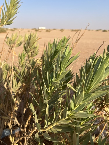 Rhazya stricta
