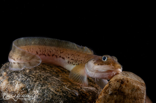 Lycodes gracilis