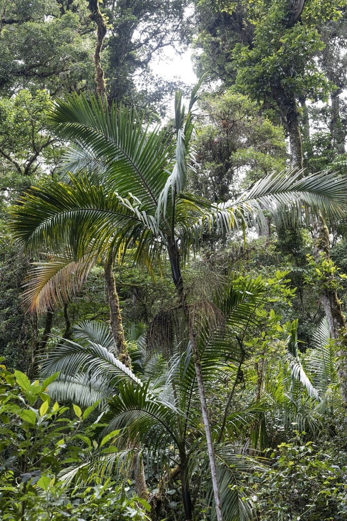 Prestoea acuminata acuminata from Perez Zeledon, San Jose, CR on July ...