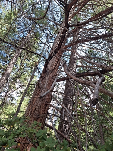 iNaturalist observation photo of California incense-cedar