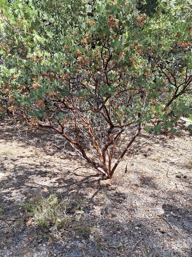 iNaturalist observation photo of Pringle's manzanita
