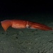 Calamar Gigante - Photo (c) ChengYu Hou, todos los derechos reservados, subido por ChengYu Hou