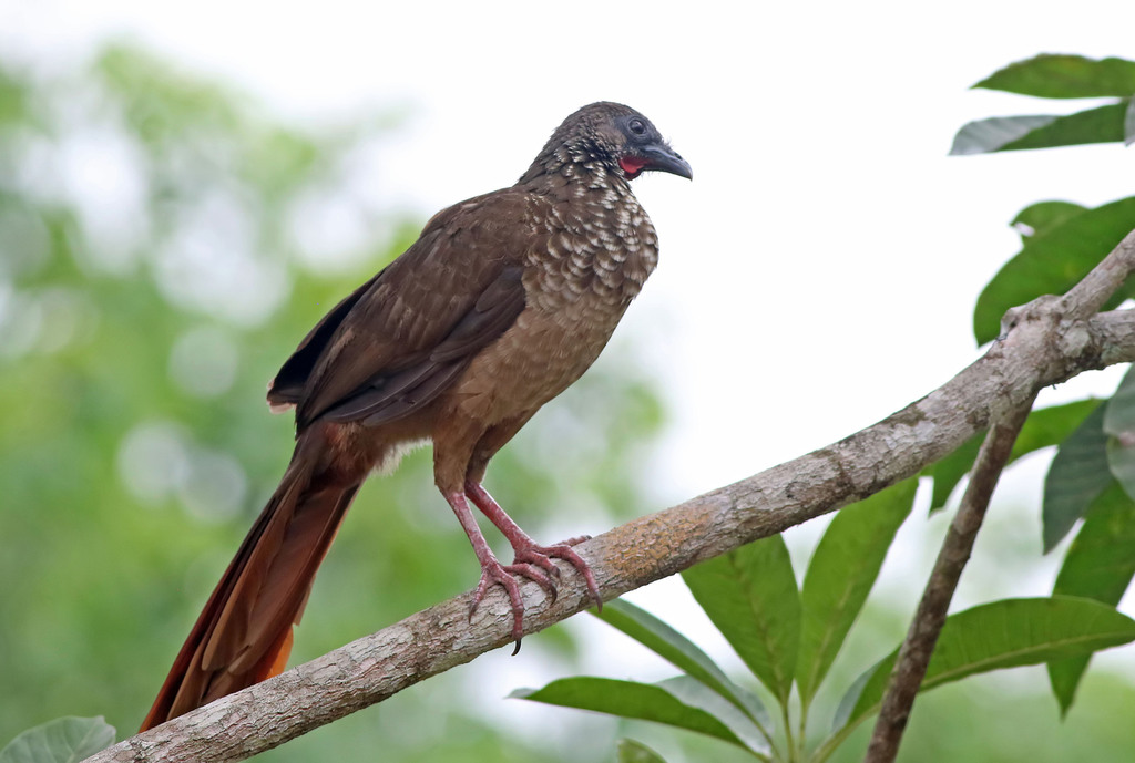 Speckled Chachalaca photo