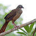 Speckled Chachalaca - Photo (c) Peter Hoell, all rights reserved, uploaded by Peter Hoell