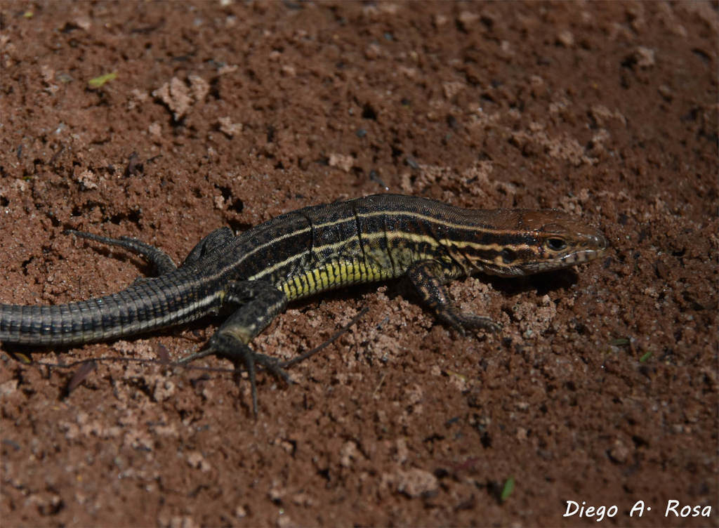 Leacher's Whiptail (Contomastix leachei)