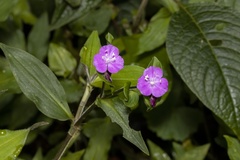 Tradescantia poelliae image