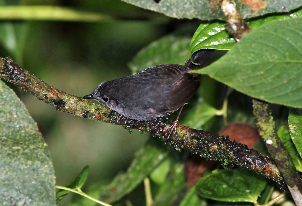 Choco Tapaculo photo