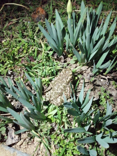 European Green Toad