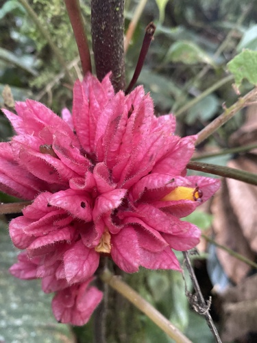Drymonia crenatiloba