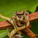 Habronattus carpus - Photo (c) Diego Barrales, all rights reserved, uploaded by Diego Barrales