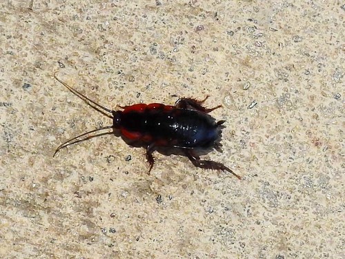 Neostylopyga propinqua · iNaturalist