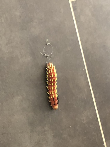 Cabbage Tree Emperor
