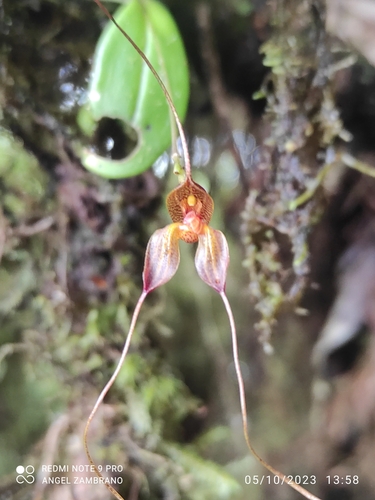 Masdevallia alexandri