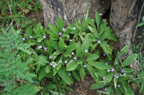 purple scalystem