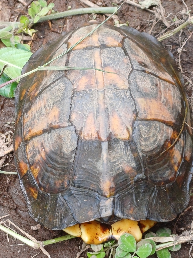 Brown Land Turtle in October 2023 by Pedro Manzaba · iNaturalist