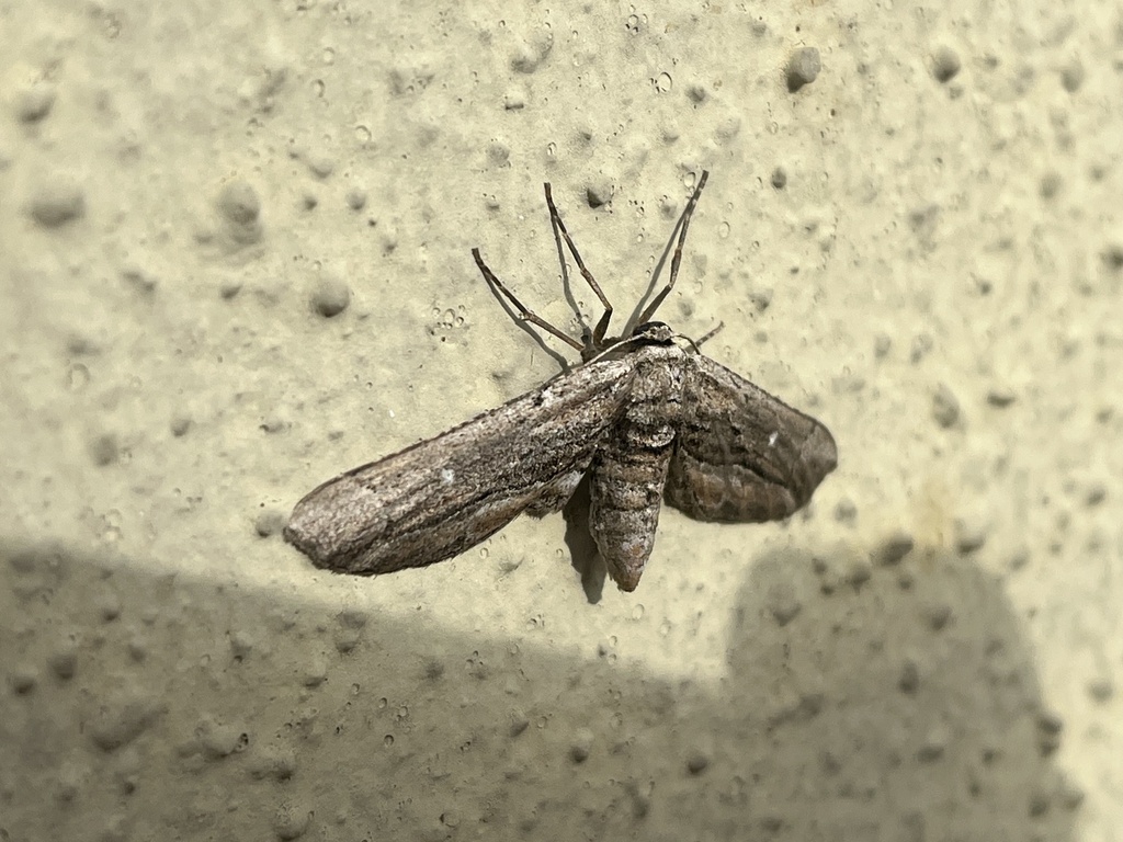 Holochroa dissociarius from Cypress Creek Rd, Cedar Park, TX, US on ...