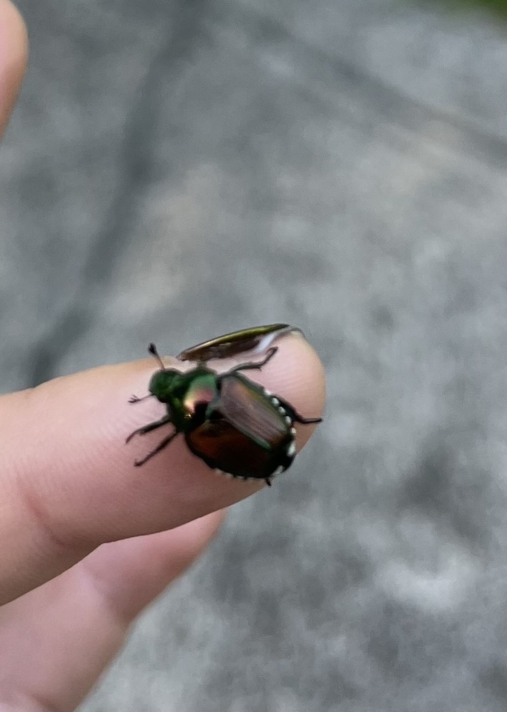 Japanese Beetle from Creighton Ave, Akron, OH, US on August 29, 2023 at