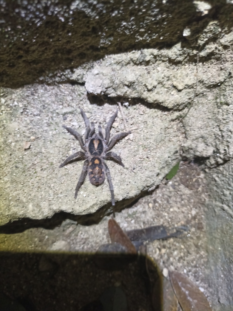 pumpkin-patch-tarantula-from-santa-marta-dist-esp-co-ma-co-on