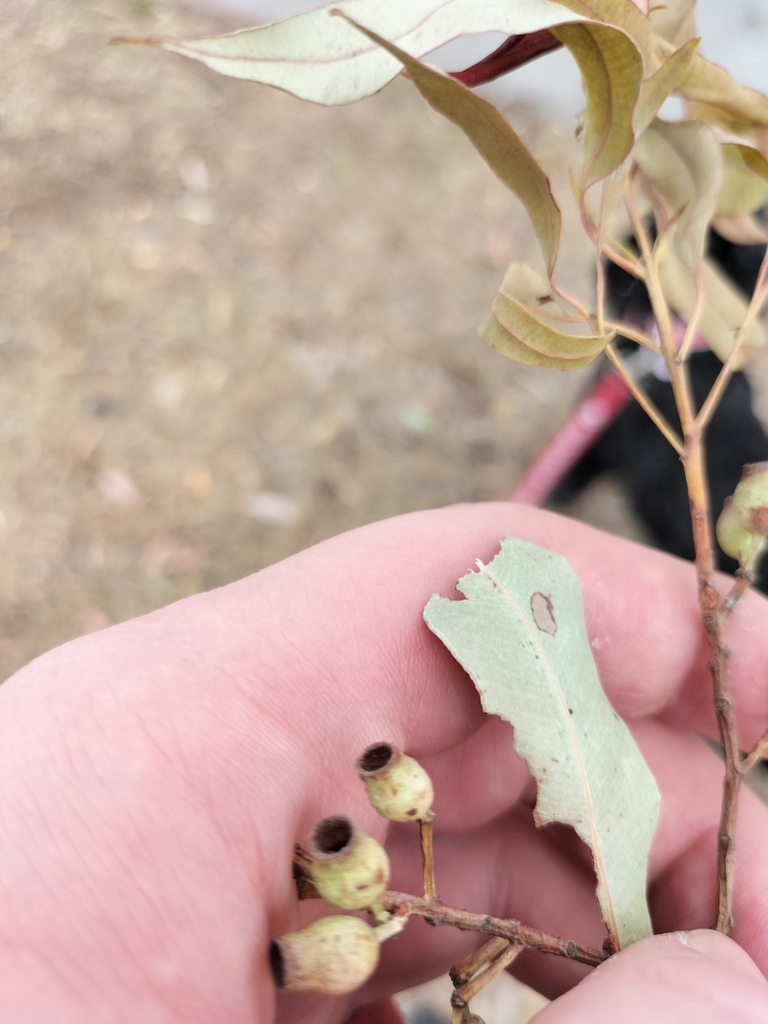 Red Bloodwood from Dutton Park QLD 4102, Australia on October 7, 2023