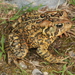 Anaxyrus americanus - Photo (c) Jake Scott, kaikki oikeudet pidätetään, lähettänyt Jake Scott