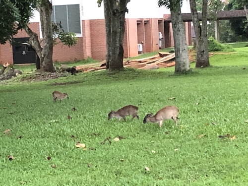 Walter's Duiker