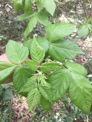 Acer negundo var. texanum