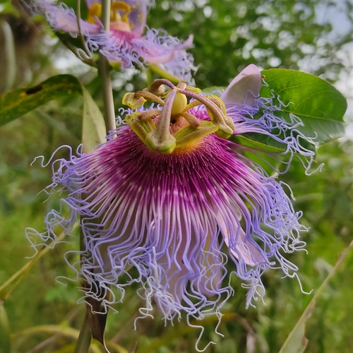 crato passionvine