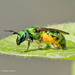 Augochlorine Sweat Bees - Photo (c) Don Magnusson, all rights reserved, uploaded by Don Magnusson