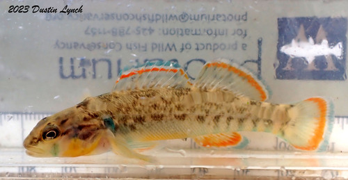 Blue River Orangebelly Darter