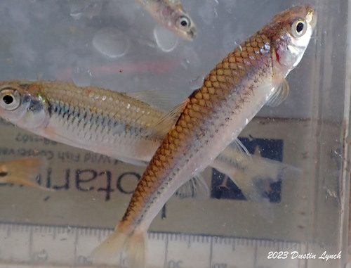 Miniellus multicorniculatus