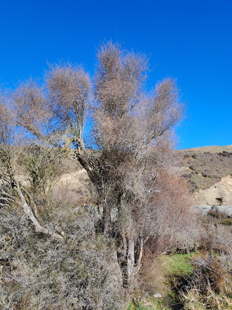 Olearia lineata in August 2023 by Jason Butt. A good number of mature ...