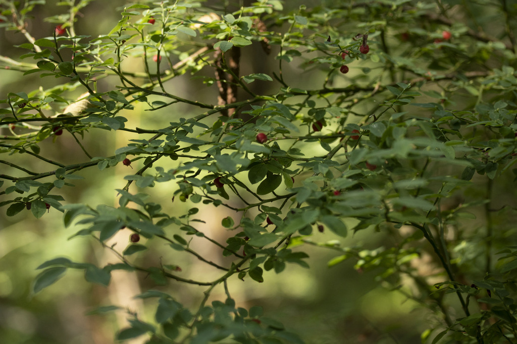 Red Hackberry Red Huckleberry from Washington County, OR, USA on August 26, 2023 at ...