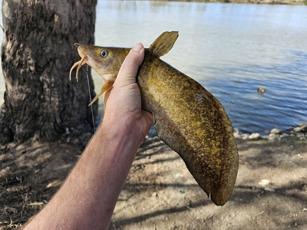 Freshwater Catfish from Younghusband SA 5238, Australia on October 7