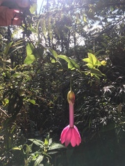 Passiflora cumbalensis image