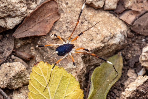 Dalquestia formosa
