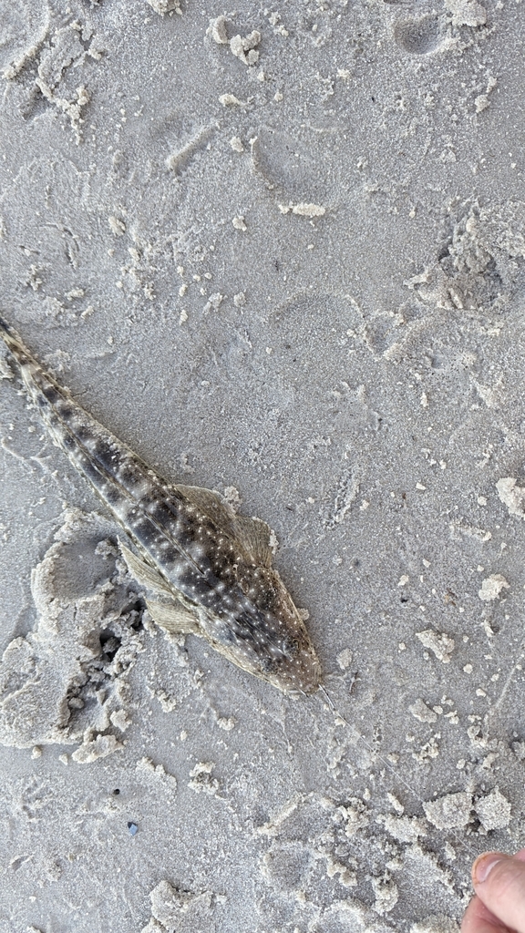 dusky-flathead-from-caloundra-qld-4551-australia-on-september-30-2023