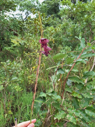 Gladiolus gregarius