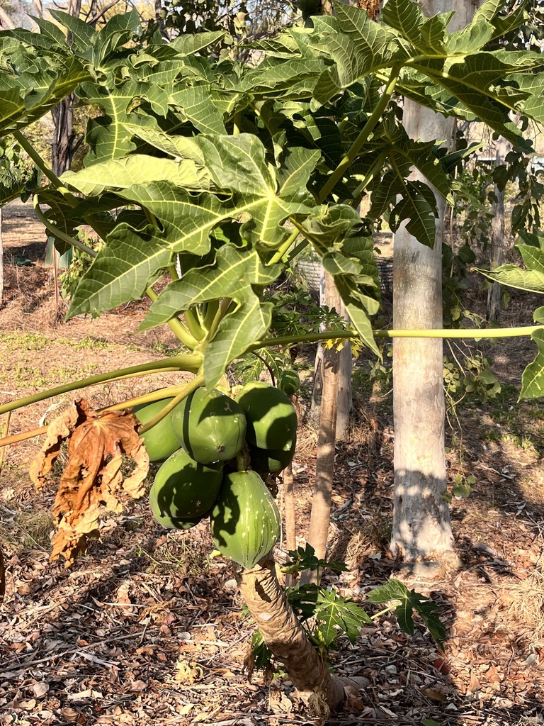 Papaya from Mulligan Highway, Mount Carbine, QLD, AU on October 5, 2023