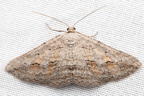 Syneora mundifera (Walker, 1860)