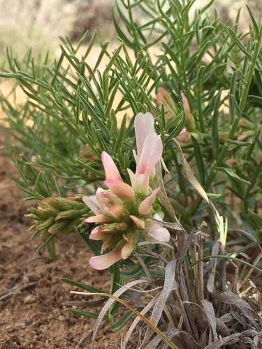 fourwing milkvetch (Astragalus tetrapterus)