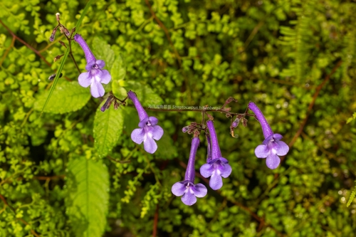 Streptocarpus hilsenbergii