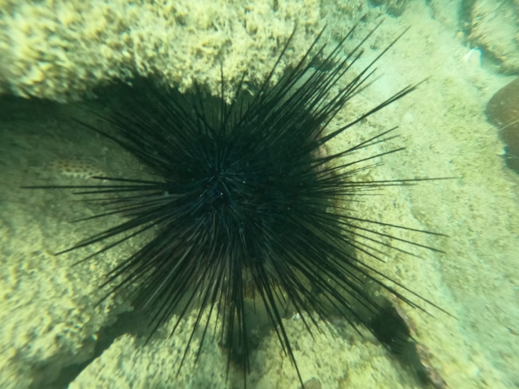 Long-spined Sea Urchin