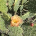 Opuntia littoralis - Photo (c) pandbmom, todos os direitos reservados, uploaded by pandbmom