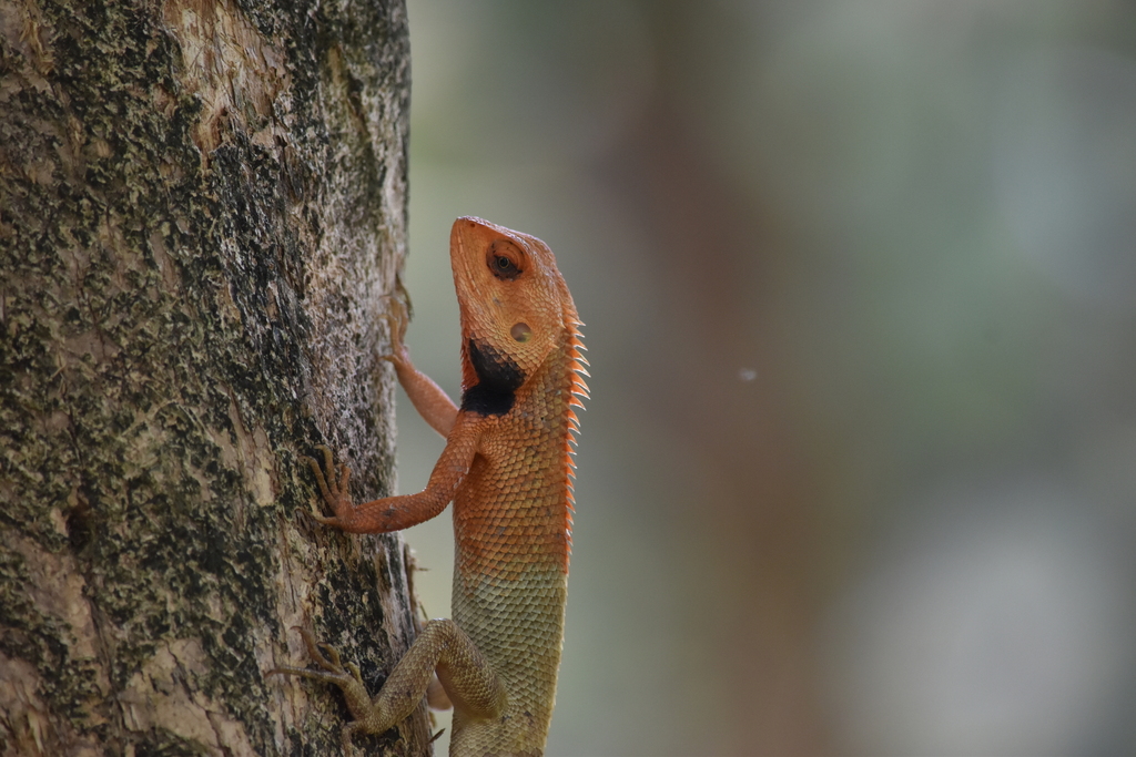 Oriental Garden Lizard from Queenstown, Singapore on October 7, 2023 at